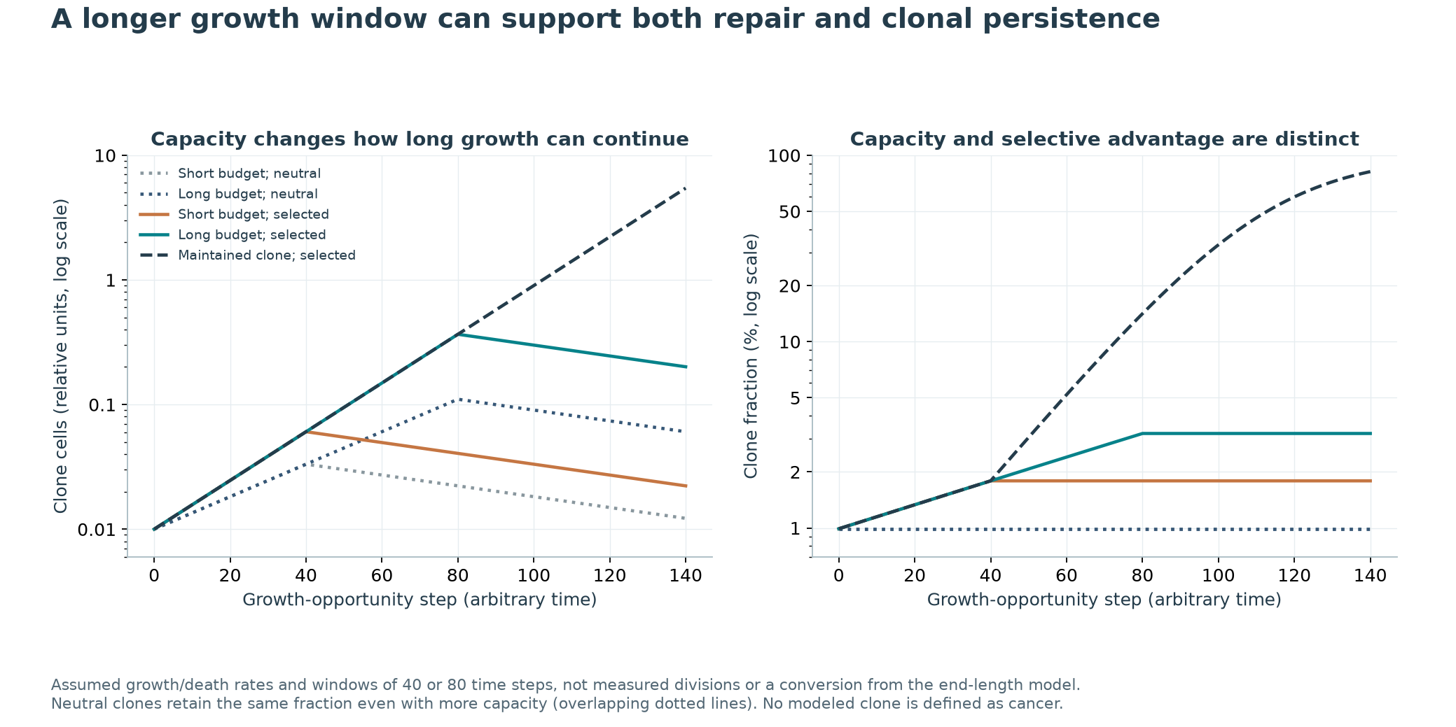 Growth windows, selection and sustained maintenance in a conditional lineage model