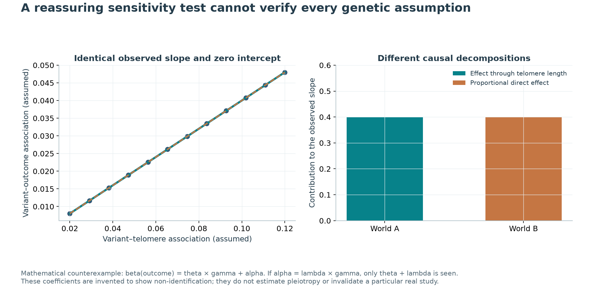 Identical genetic associations arising through telomere length or proportional alternative pathways