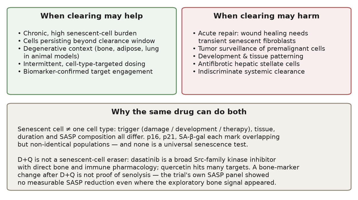 Help–harm context framework for senescent-cell clearance