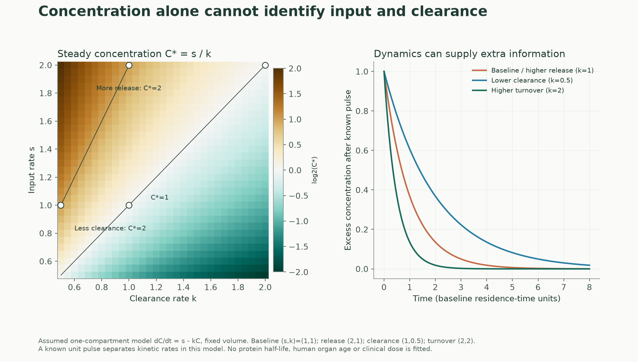Identical steady concentrations can arise from different release and clearance processes