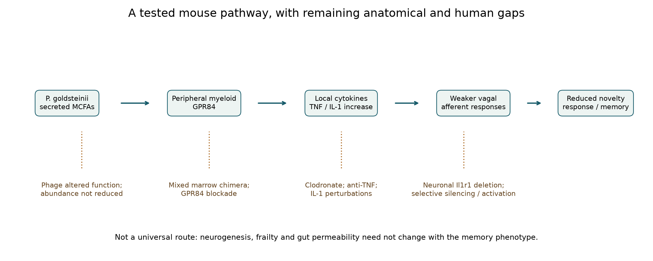 Tested mouse gut–immune–vagal pathway and intervention locations
