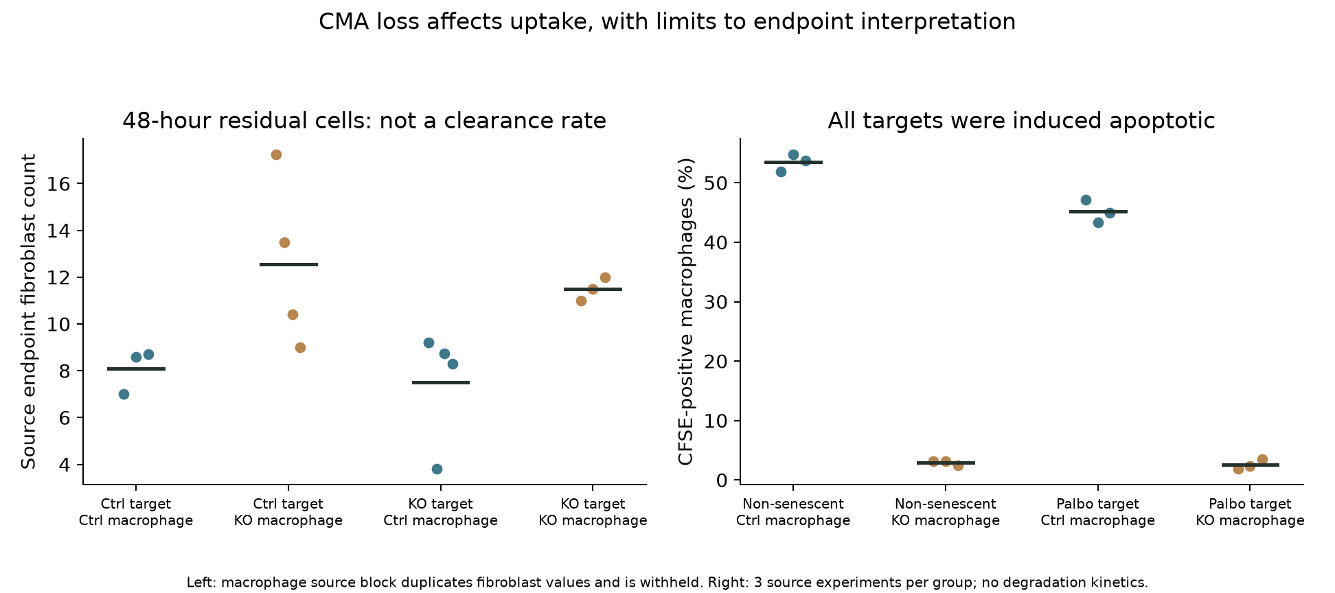 Left: residual fibroblast source values and means at 48 hours, without an inferred clearance rate. Right: percentage of macrophages carrying target fluorescence after targets were induced apoptotic. Points are source-listed experiments; the right panel does not measure killing of living targets or degradation speed.