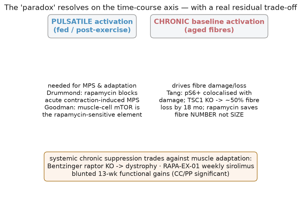 The paradox resolved on the time-course axis