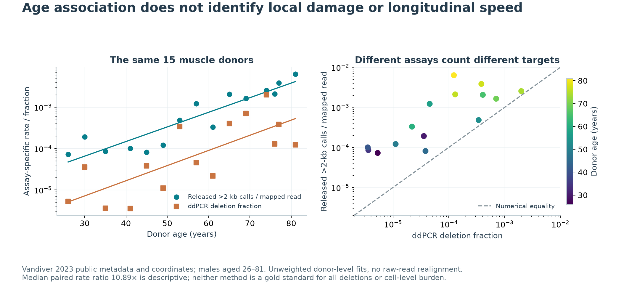 Age associations and paired assay measurements in the same fifteen muscle donors